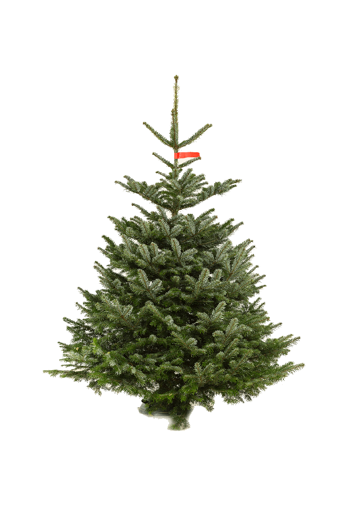 Nordmann kerstboom zonder kluit 1,5 - 2 meter